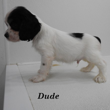 puppy, for, sale, Cockilier, Joe & Cherri  Overlease, dog, breeder, Miller, MO, dog-breeder, puppy-for-sale, forsale, nearby, find, puppyfind, locator, puppylocator, aca